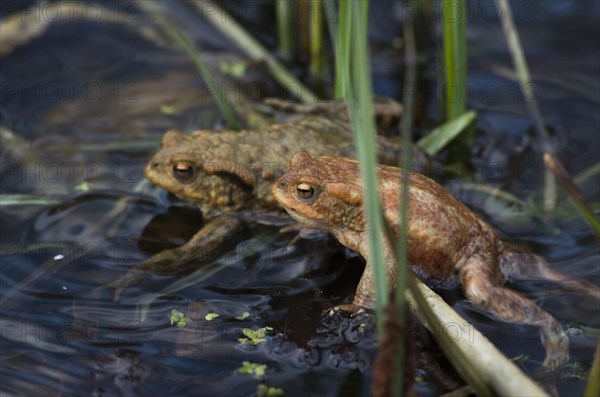 Common toad