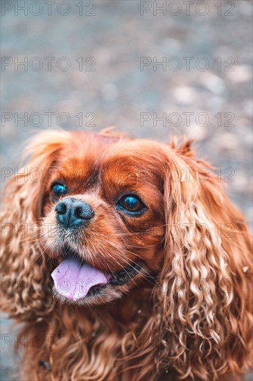 Portrait of a dog