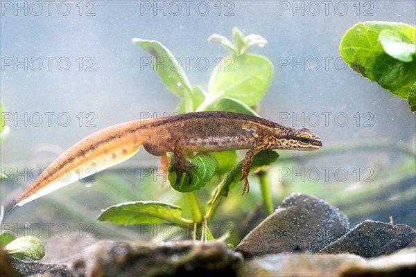 Palmate newt