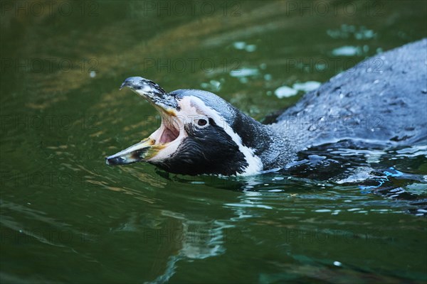 Humboldt penguin