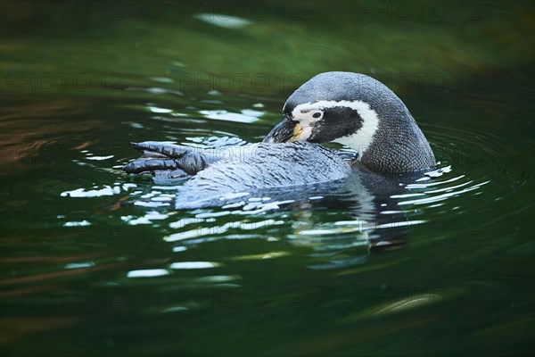 Humboldt penguin