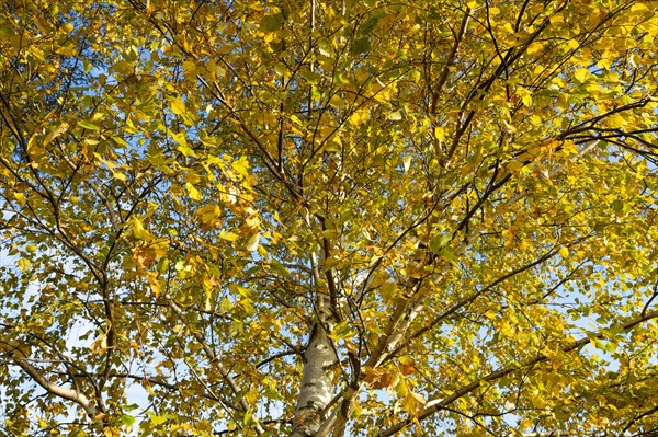 Warty birch