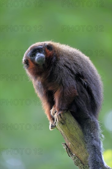 Red-bellied titi