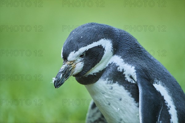 Humboldt penguin