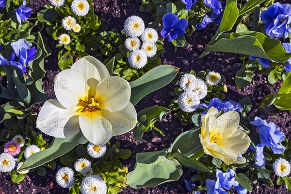 White tulips