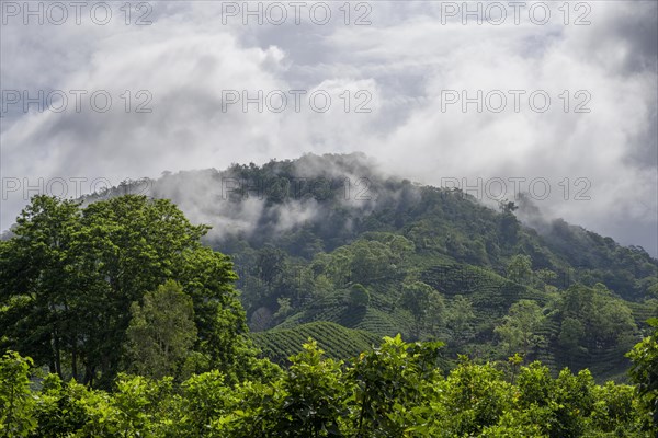 Coffee plantations and forest with clouds of mist