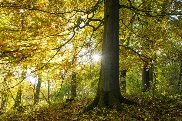 Common beech