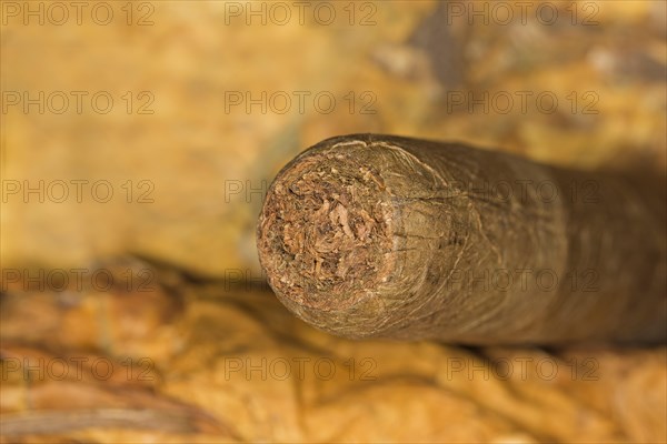 Hand rolled cigar on tobacco leaves