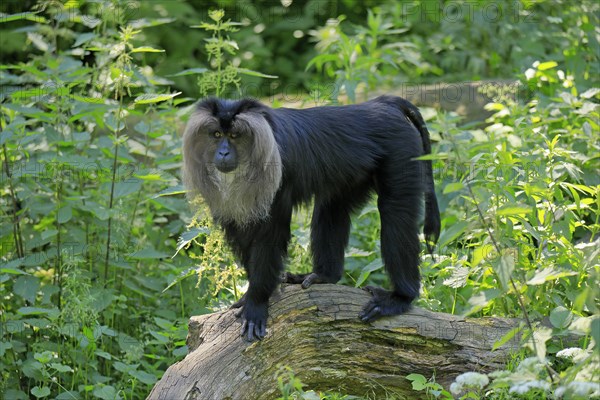 Lion-tailed macaque