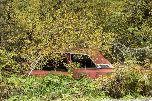 Scrap car overgrown by forest