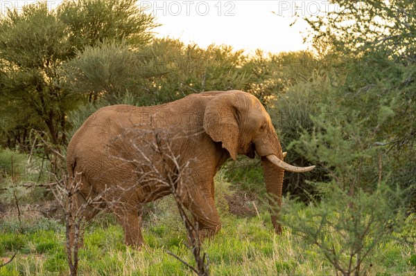 African elephant