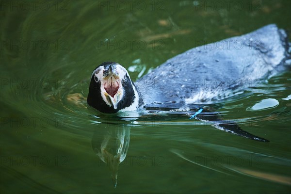 Humboldt penguin