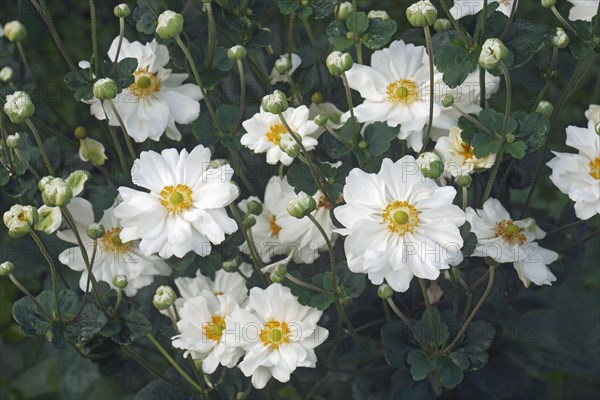 Japanese anemone