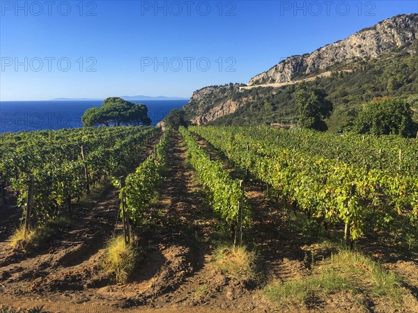 Ansonica Island Grape Vineyard