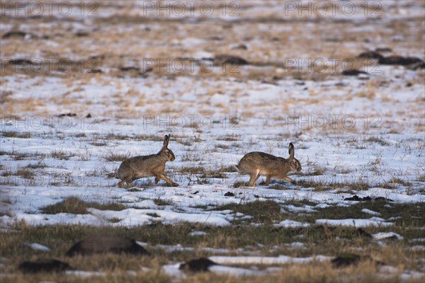 European hare