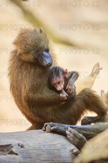 Guinea baboon