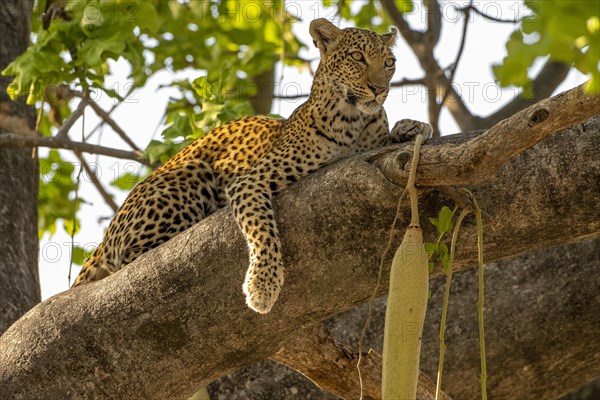 African leopard