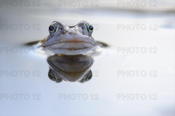 Moor frog