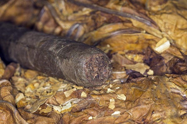 Hand rolled cigar on tobacco leaves