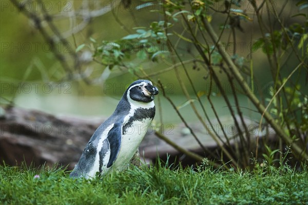 Humboldt penguin