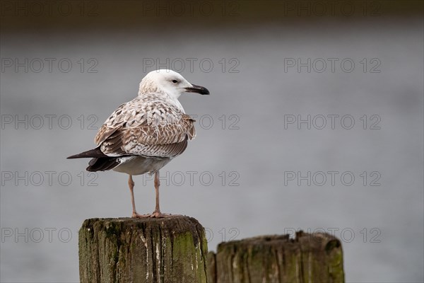 Caspian Gull in juvenile plumage