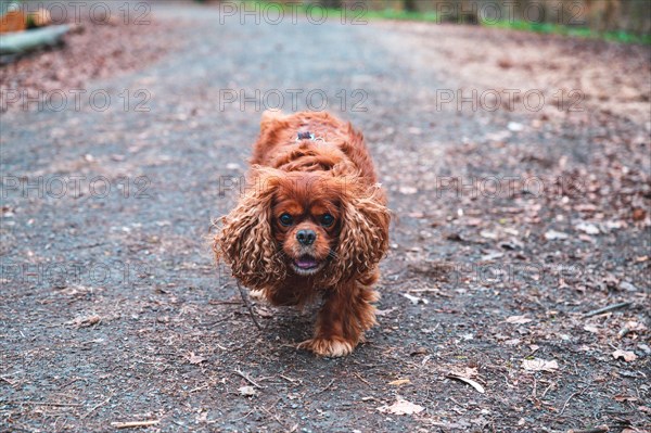 Portrait of a dog