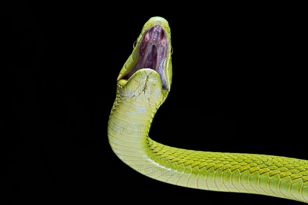 Green Mamba