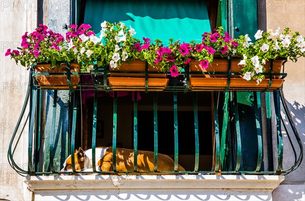 Relaxed dog in the window