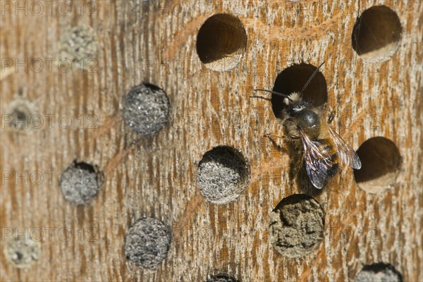 Hornfaced bee