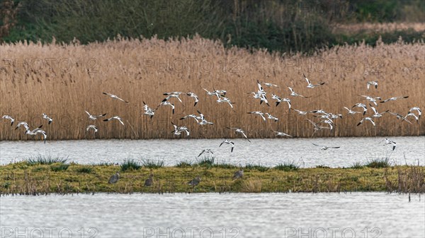 Pied Avocets and Eurasian Wigeons in a flight over Marshland