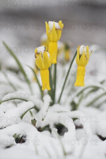 Cyclamen-flowered daffodil