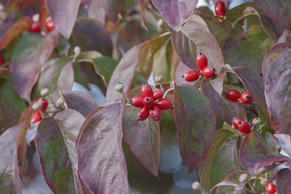 Flowering Dogwood