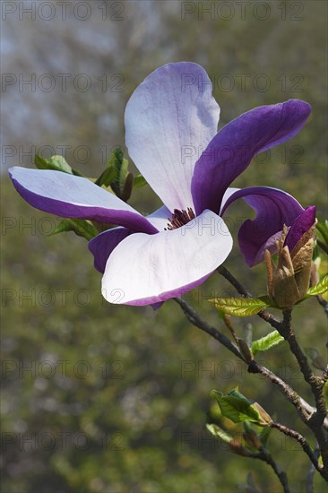 Magnolia