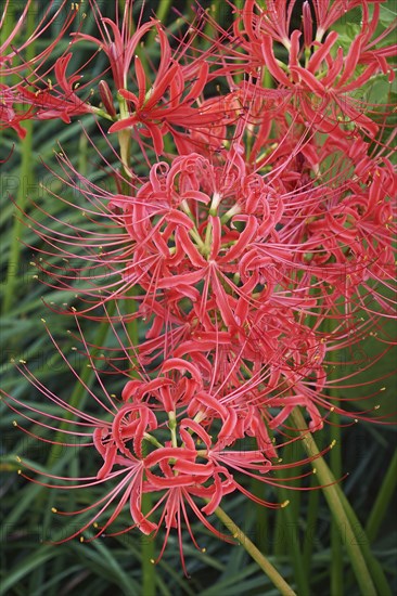 Red Spider Lily