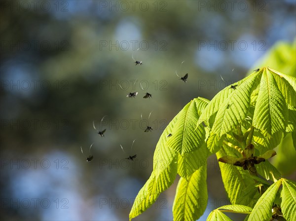 Green longhorn