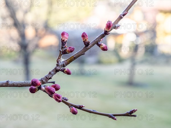 Blossom of the apricot