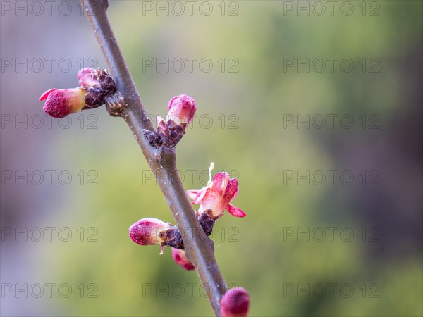 Blossom of the apricot