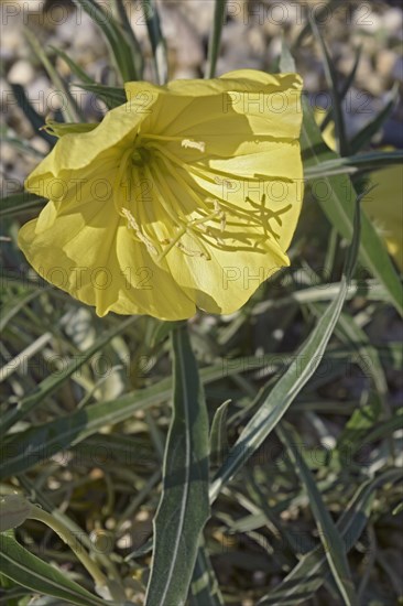 Bigfruit evening primrose