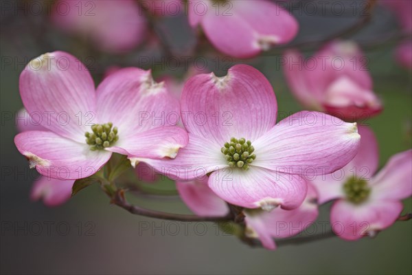 Flowering Dogwood