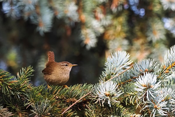 Eurasian wren