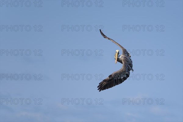 Brown pelican