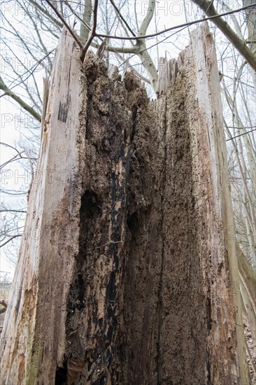 Standing deadwood