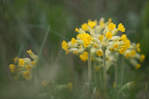 Common cowslip