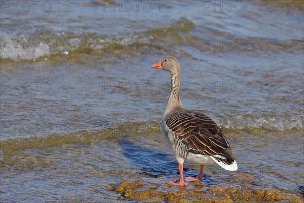 Greylag goose