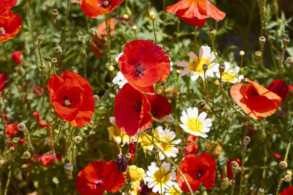 Spring in Crete