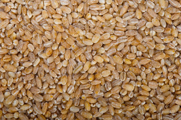 Organic barley grains over rustic wood table macro closeup