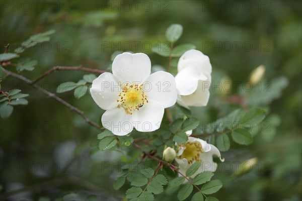 Burnet rose