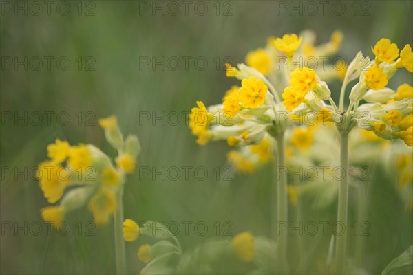 Common cowslip