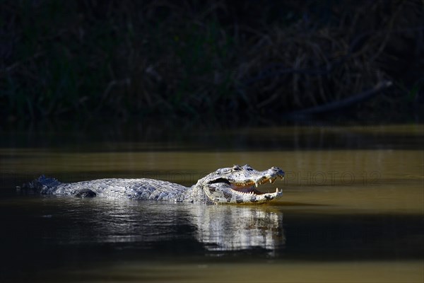 Resting yacare caiman