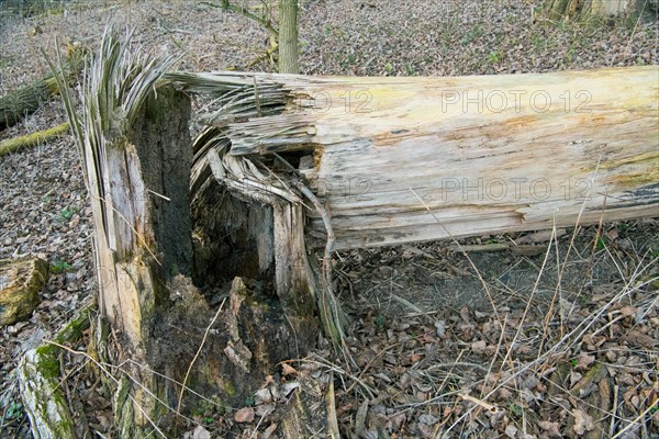 Lying deadwood due to storm throw